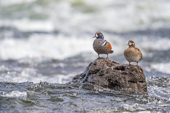 Harlequin_duck_YNP_2019_24