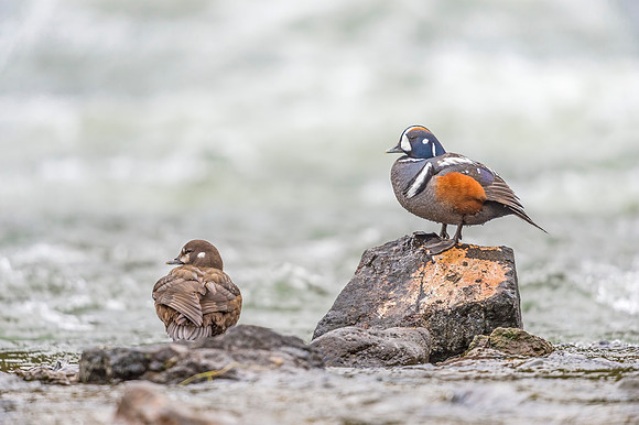 Harlequin_duck_YNP_2019_25