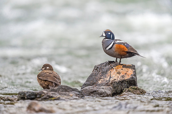 Harlequin_duck_YNP_2019_26