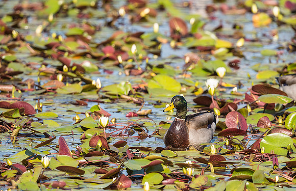 Mallard_Big_Branch_Marsh_NWR_2016_1