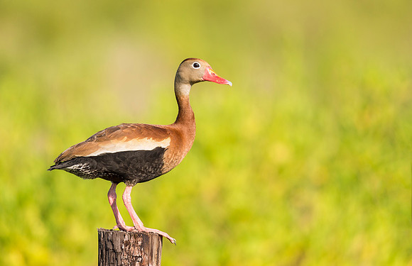 Whistling_duck_Anahuac_2016_1