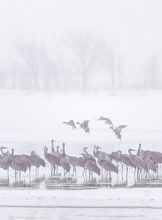 Sandhill_crane_Crane_Trust_2019_6