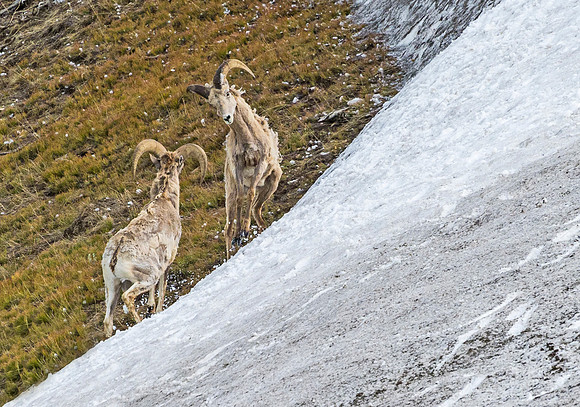 Bighorn_ram_95