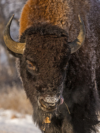 Bison_36