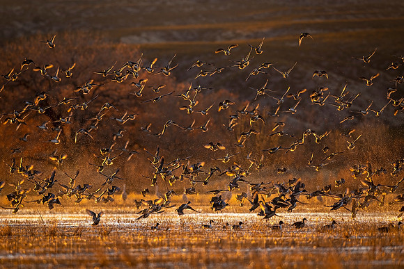 Pintail_BDANWR_2021_1