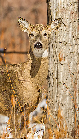 White-tailed_deer_63