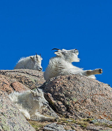 Mountain_goat_26