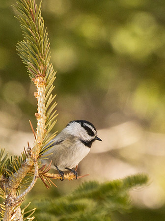 Mountain_chickadee_3
