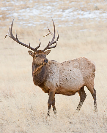 Elk_wind_1