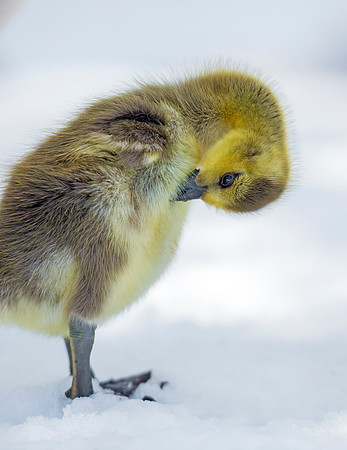 Gosling_16