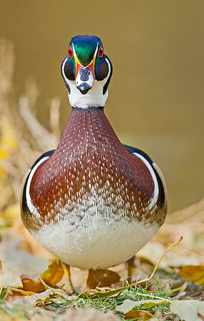 Wood_duck_19