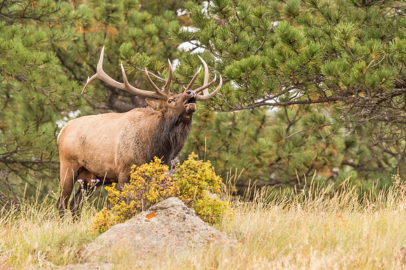 Elk_RMNP_2017_6