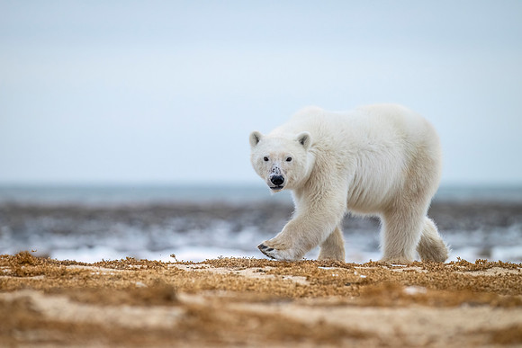 Polar_bear_CH_2024_11