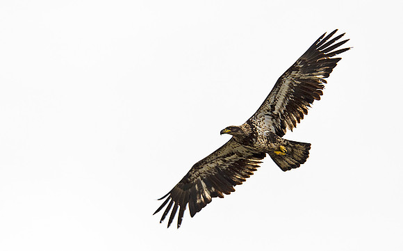 Bald_eagle_82