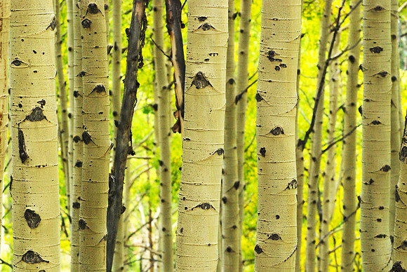 Aspen Grove