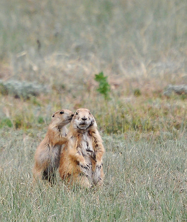 The Whispering Prairie Dog Baby