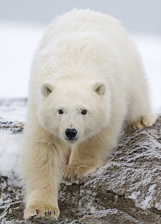Polar_bear_19