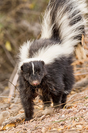 Striped_skunk_BDANWR_2016_6