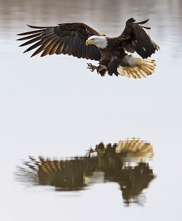 Bald_eagle_89