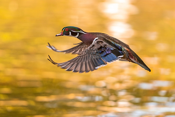 Wood_duck_Pueblo_2021_2