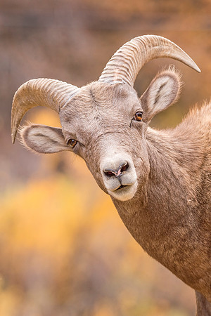 Bighorn_sheep_Waterton_2017_1