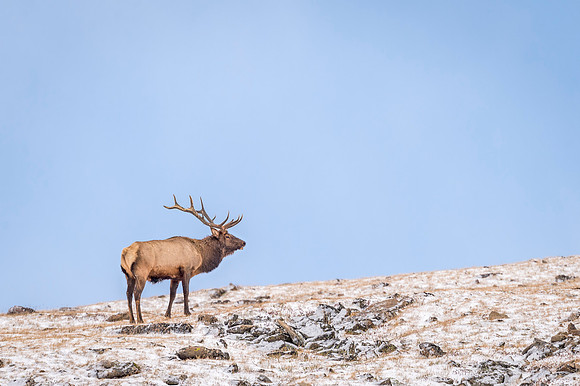 Elk_RMNP_2017_7