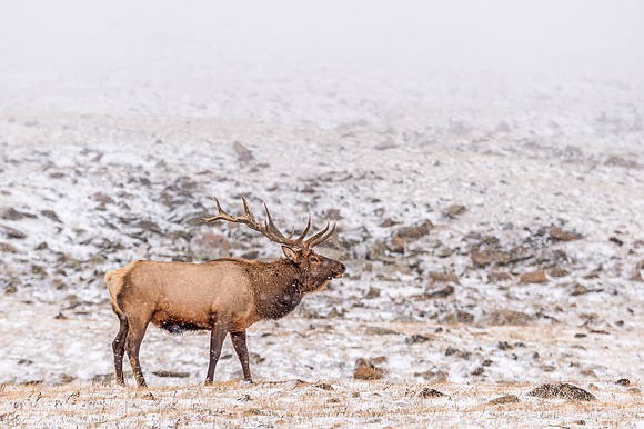 Elk_RMNP_2017_8