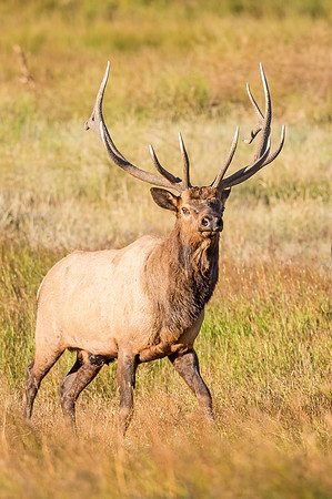 Elk_RMNP_2017_10
