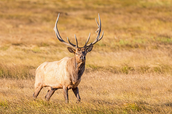 Elk_RMNP_2017_9