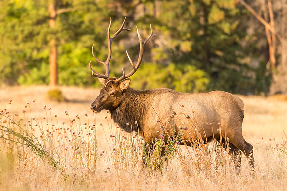 Elk_RMNP_2017_12