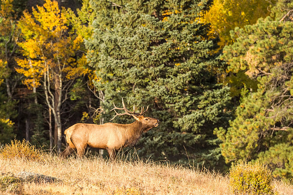 Elk_RMNP_2017_13