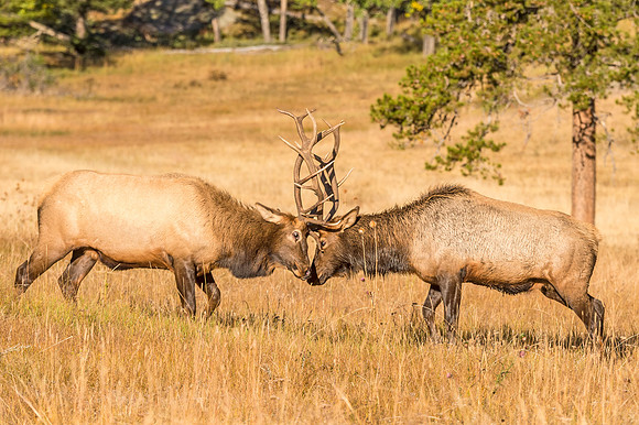 Elk_RMNP_2017_14