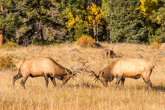 Elk_RMNP_2017_15