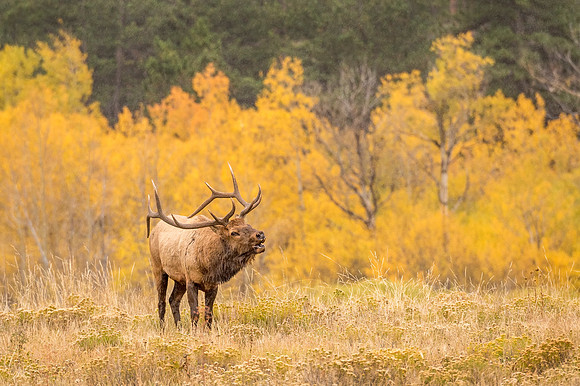 Elk_RMNP_2017_16