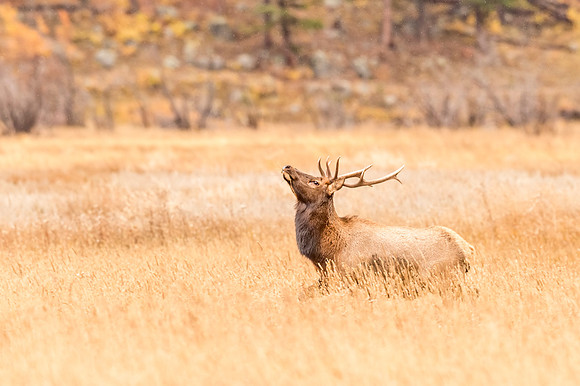 Elk_RMNP_2017_17