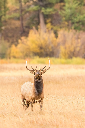 Elk_RMNP_2017_18