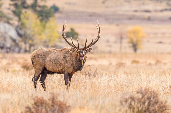 Elk_RMNP_2017_19