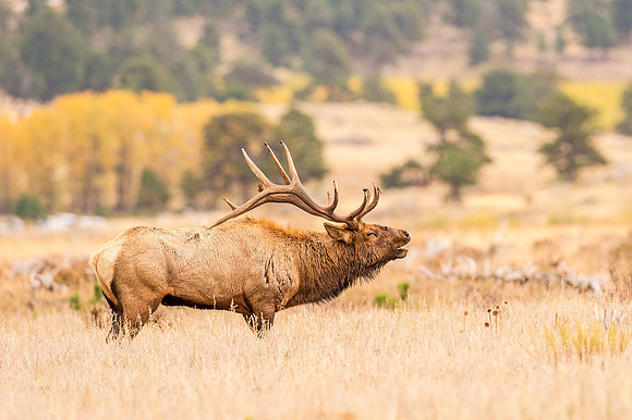 Elk_RMNP_2017_20