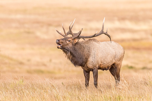 Elk_RMNP_2017_21
