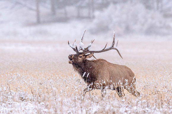 Elk_RMNP_2017_22