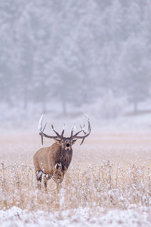 Elk_RMNP_2017_23