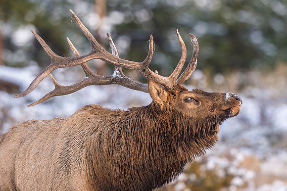 Elk_RMNP_2017_24