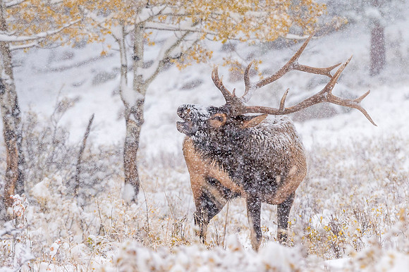 Elk_RMNP_2017_27