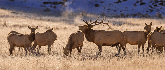 Elk_RMNP_2017_28