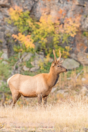 Elk_RMNP_2017_29