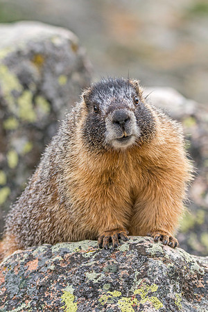 Marmot_RMNP_2017_3