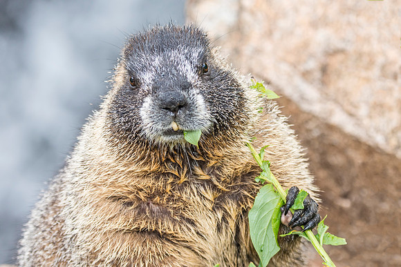 Marmot_RMNP_2017_4
