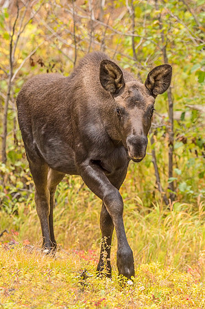 Moose_RMNP_2017_1