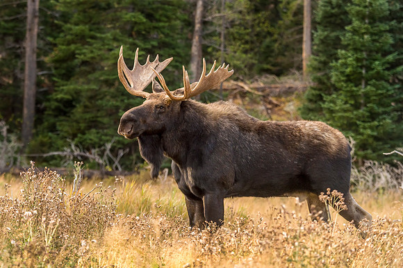 Moose_RMNP_2017_3