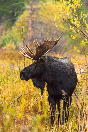 Moose_RMNP_2017_2